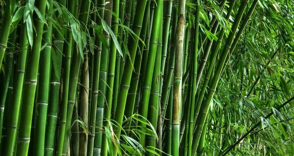 le industrie du bambou