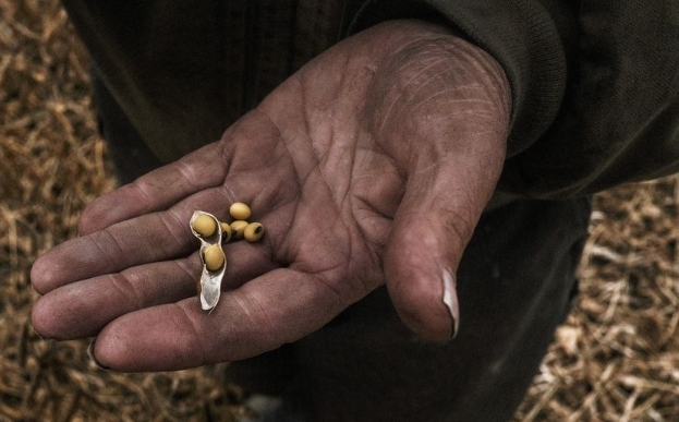 Un travailleur tient du soja lors d'une récolte à Waynesfield