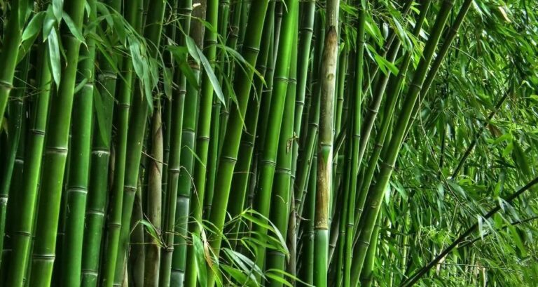 La Chine a décidé de créer une puissante industrie du bambou