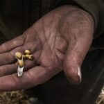 Un travailleur tient du soja lors d'une récolte à Waynesfield